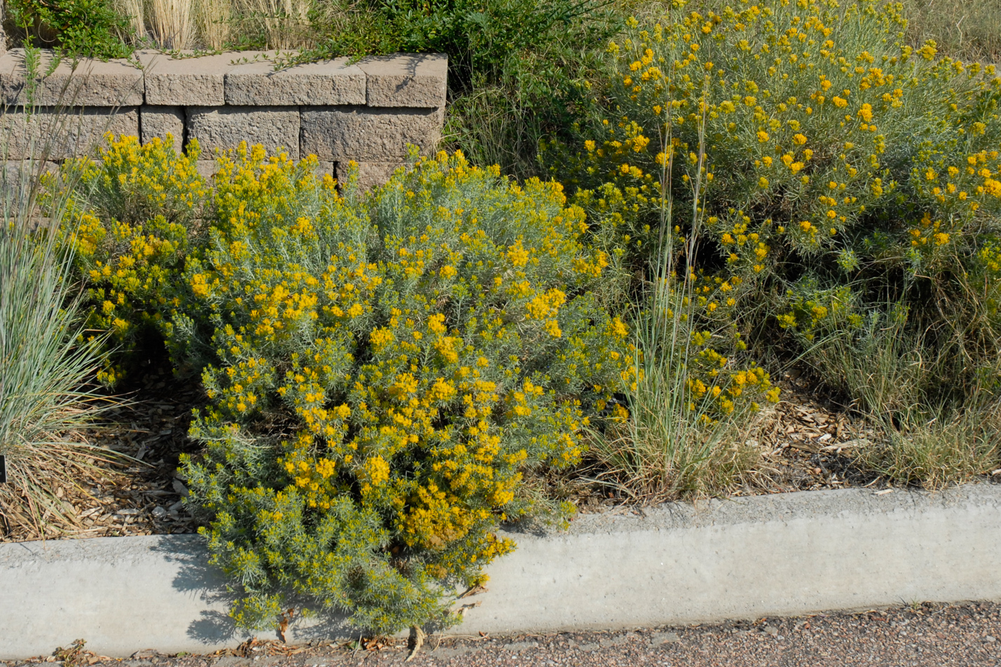 Dwarf Blue Rabbitbrush